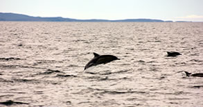 Dolphin in Lochbroom